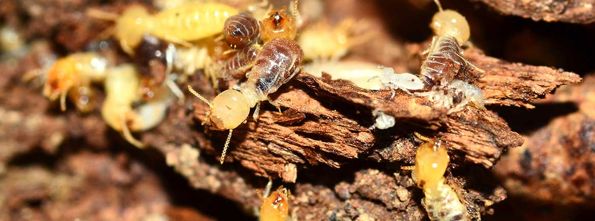 We can protect your home from termites……..